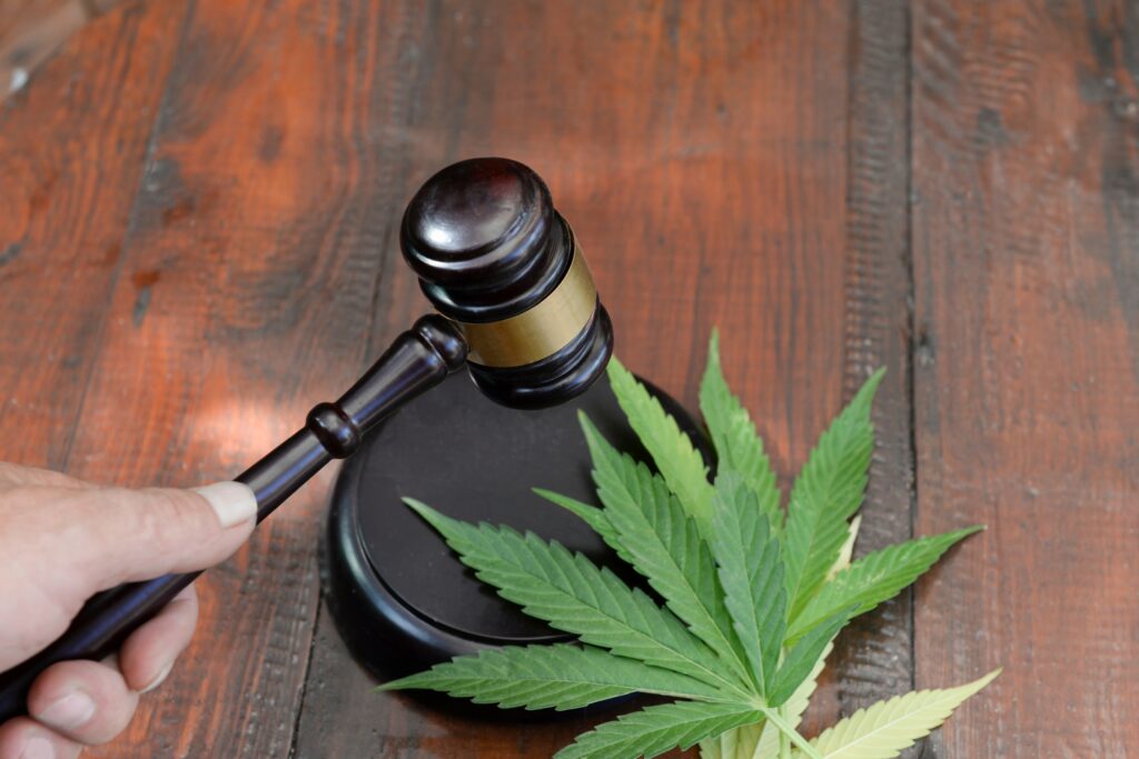 Pourquoi les génétiques traditionnelles continuent d’influencer la sélection moderne du cannabis ?