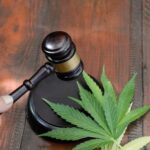Pourquoi les génétiques traditionnelles continuent d&rsquo;influencer la sélection moderne du cannabis ?